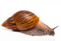 Achatina achatina achatina Ghana typ 1c semiadult 13cm